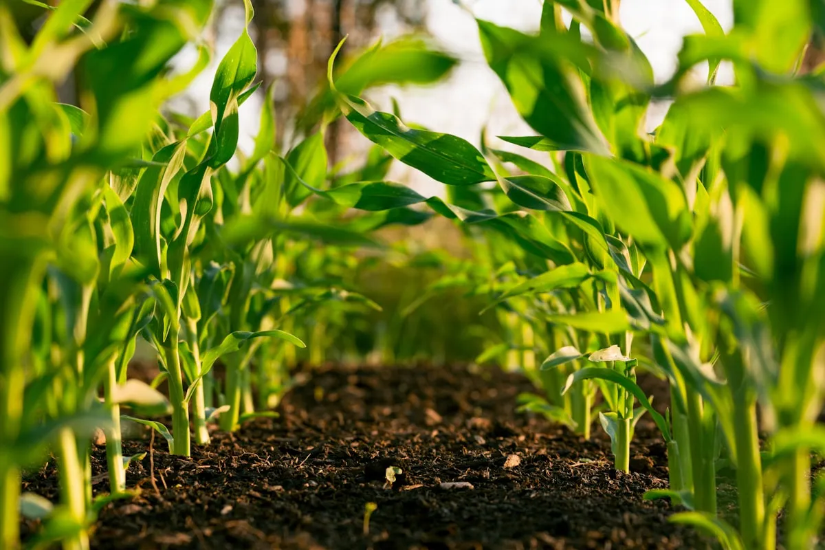 Produtor rural no campo com tablet